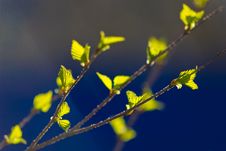 Green Birch Leaves Stock Images Green Birch Leaves Stock Images
