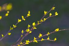 Green Birch Leaves Royalty Free Stock Image Green Birch Leaves Royalty Free Stock Image