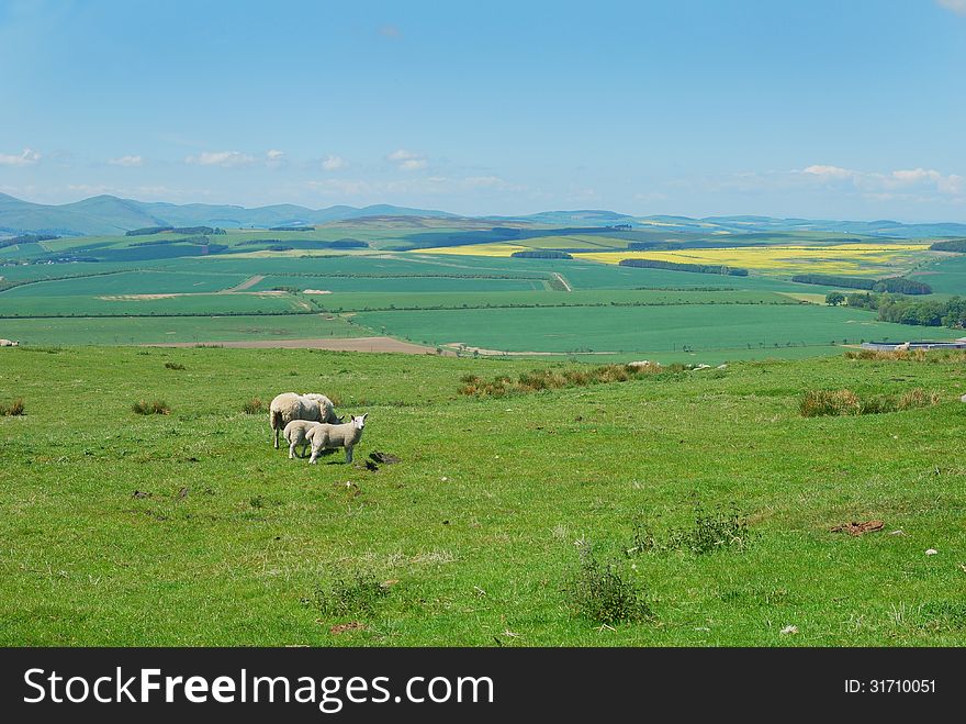 Sheep on hillside and landscape north, Northumberland. Sheep on hillside and landscape north, Northumberland