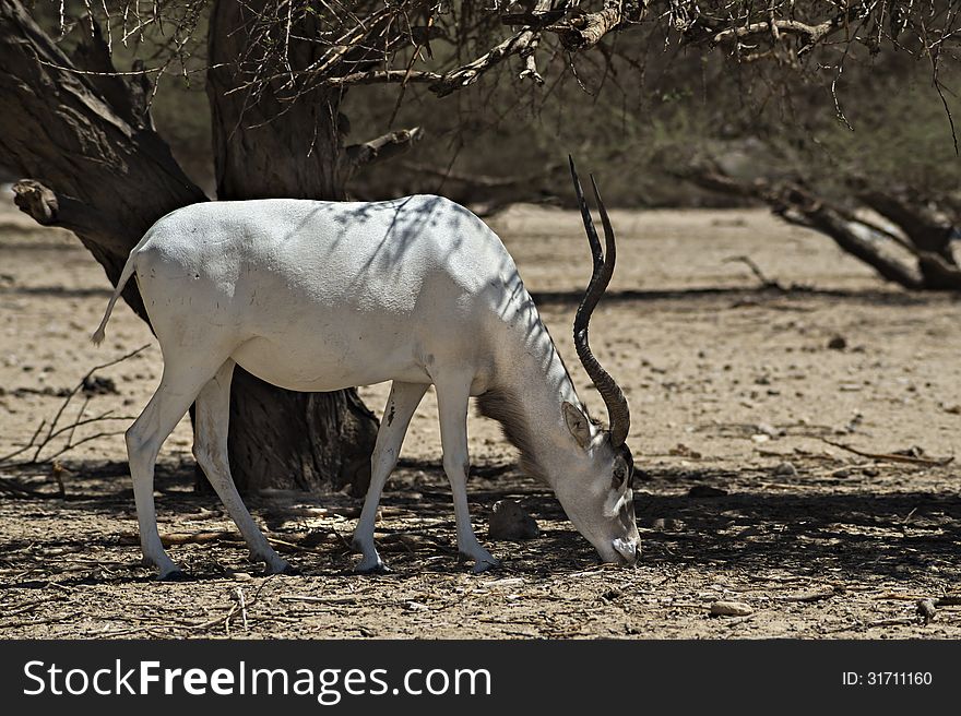 The scimitar horned addax