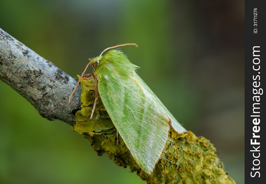 The Green Silver-lines (Pseudoips prasinana) on a bent. The Green Silver-lines (Pseudoips prasinana) on a bent.