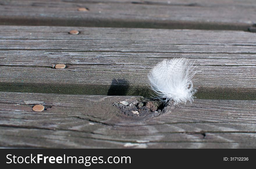 White Feather On Old Rustic Wood Planks