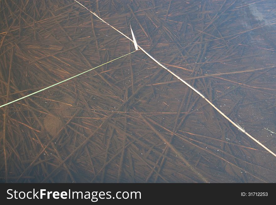 Reeds On And Below Water Surface