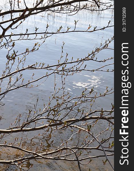 Spring tree by the lake in April outside Stockholm, Sweden.