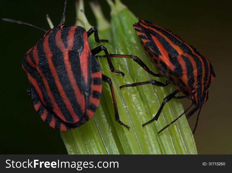 Pentatomidae Graphosoma Lineatum, Red And Black Striped Minstrel Bug Macro.