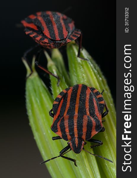 Pentatomidae graphosoma lineatum, red and black striped minstrel bug macro. Pentatomidae graphosoma lineatum, red and black striped minstrel bug macro.