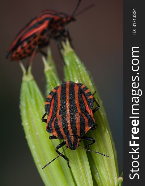 Pentatomidae graphosoma lineatum, red and black striped minstrel bug macro. Pentatomidae graphosoma lineatum, red and black striped minstrel bug macro.