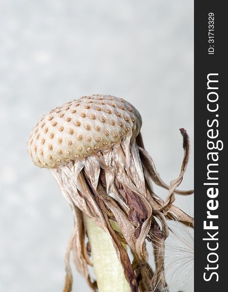 Dandelion with all seeds blown away - Taraxacum officinale. Dandelion with all seeds blown away - Taraxacum officinale.