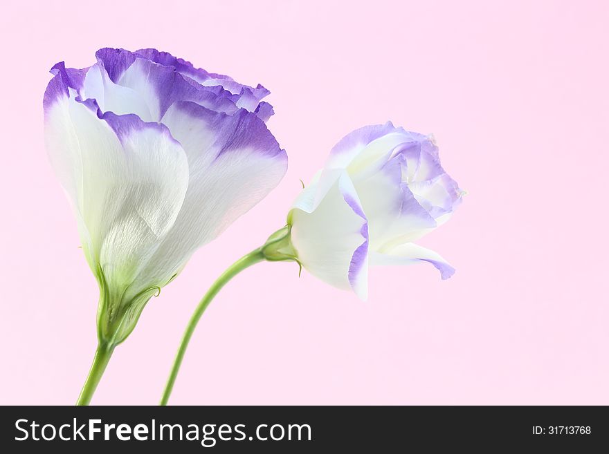 Eustoma In A Pink Background