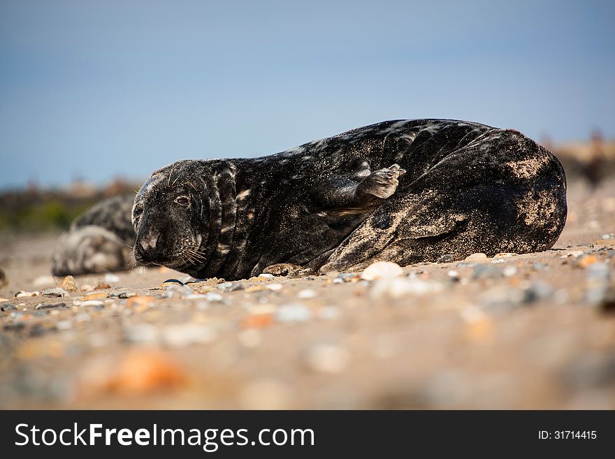 Seal lounging on a sandy beach