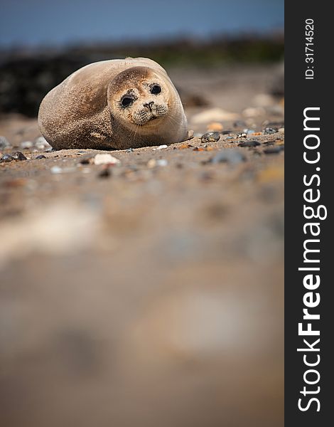 Seal lounging on a sandy beach