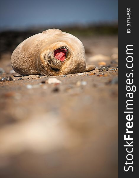 Seal lounging on a sandy beach