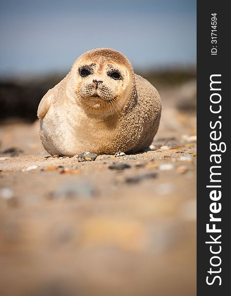 Seal lounging on a sandy beach