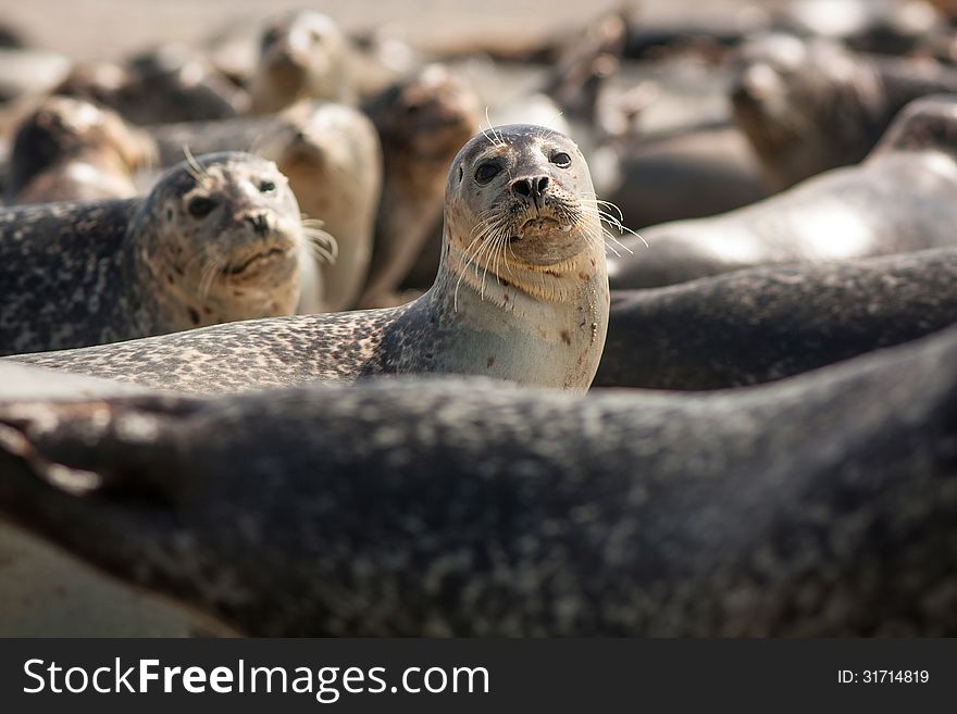 Seal lounging on a sandy beach