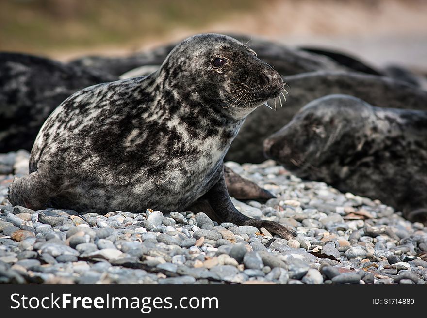 Seal lounging on a sandy beach