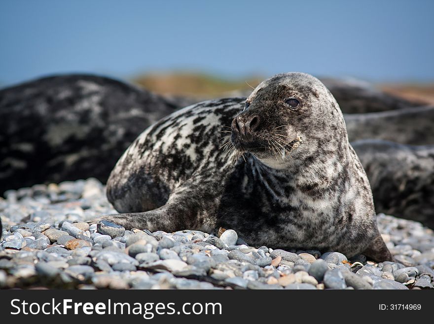 Seal lounging on a sandy beach