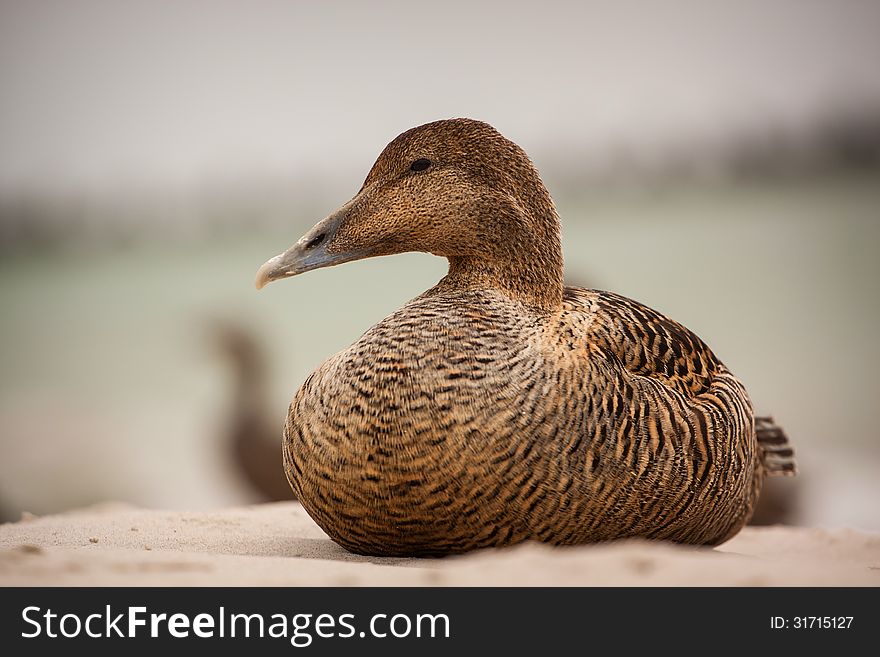 Eider sitting by the sea