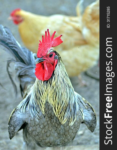 Rooster in an American farm