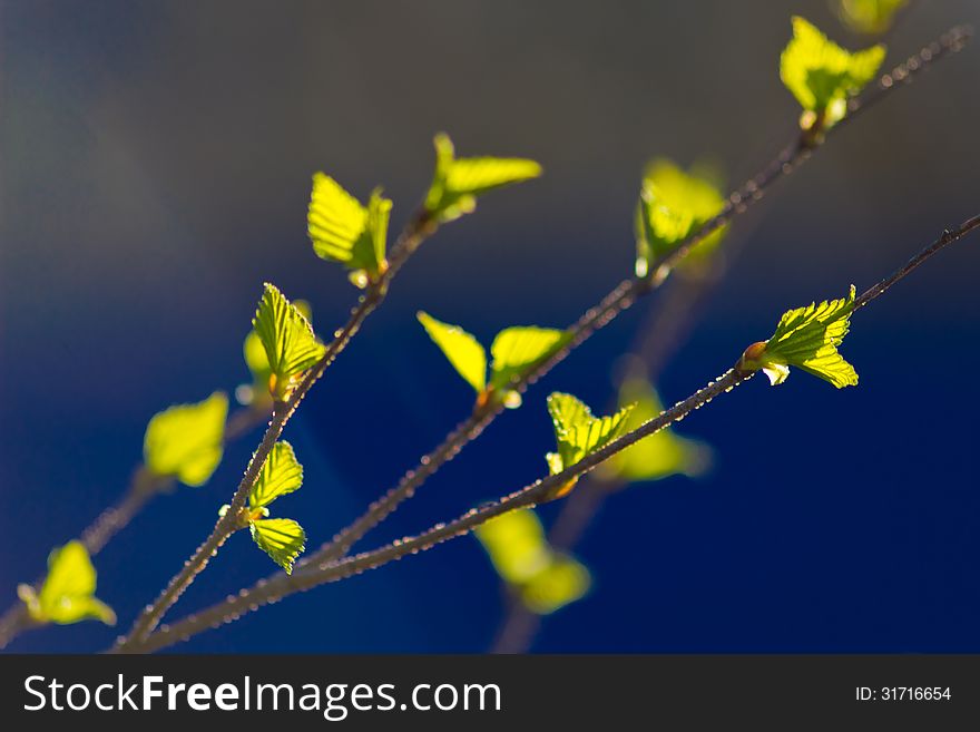 Green birch leaves