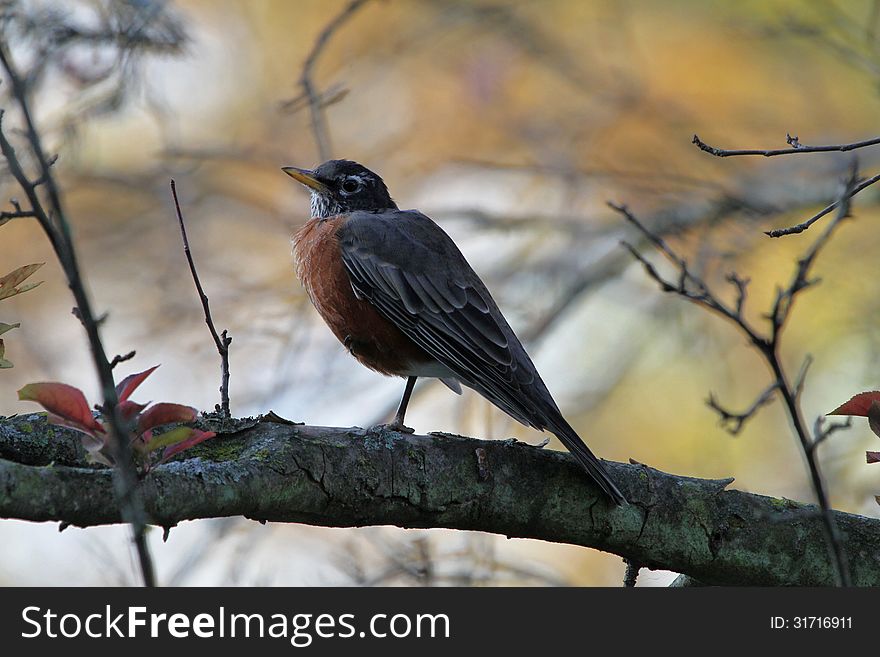 A robin in our backyard. A robin in our backyard.