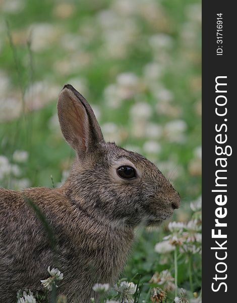 An eastern cottontail in our yard. An eastern cottontail in our yard.