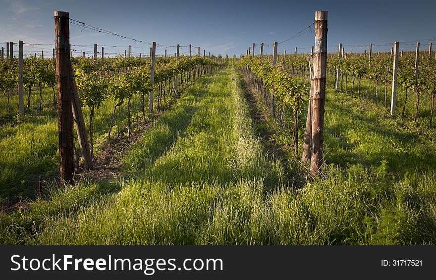 Vineyard with wooden pillars in the spring in late afternoon light