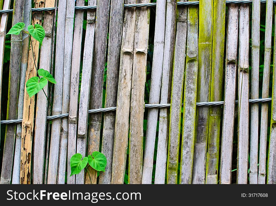 Old bamboo fence Slings with green leaves