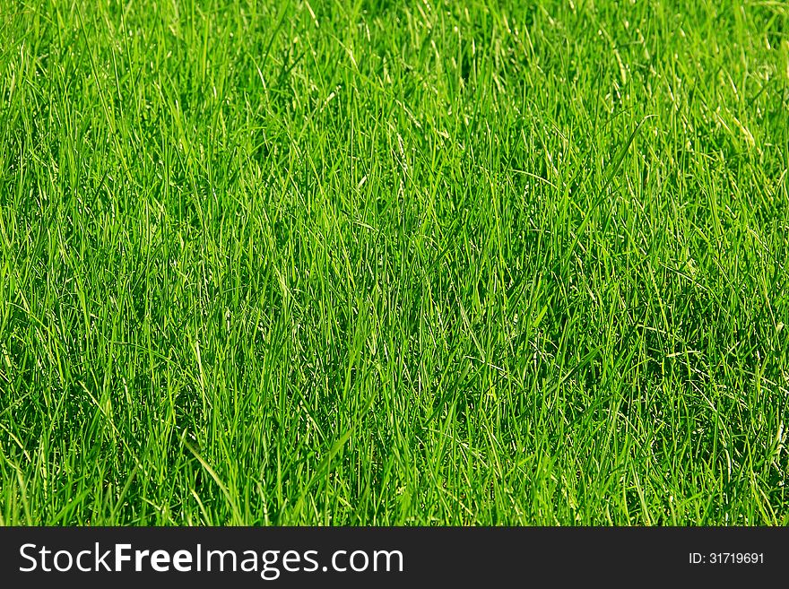 Beautifully cut field of summer grass!. Beautifully cut field of summer grass!