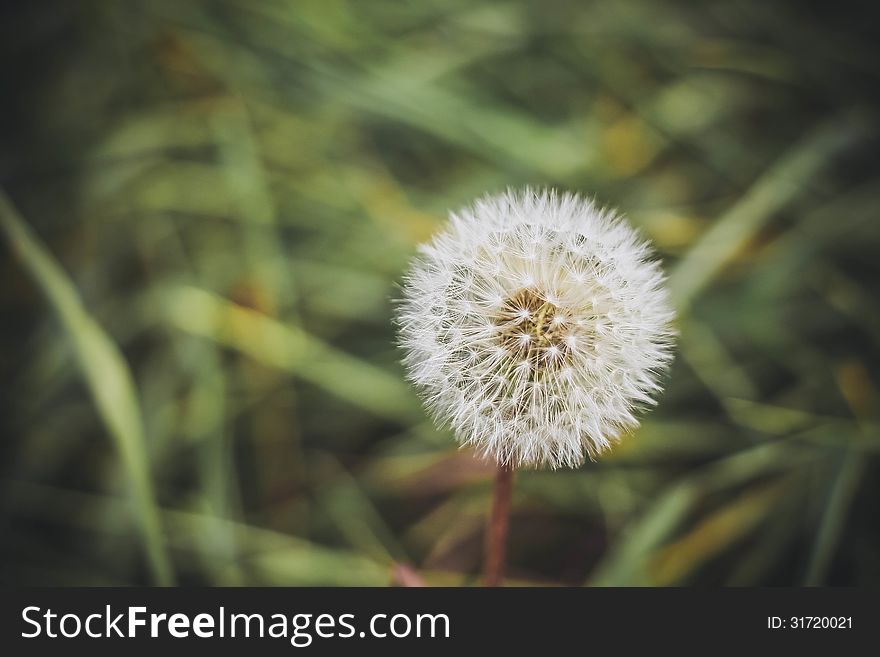 Dandelion in my own garden. Dandelion in my own garden