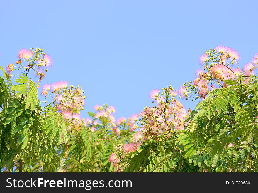 Blossoms of Silk Tree against blue sky