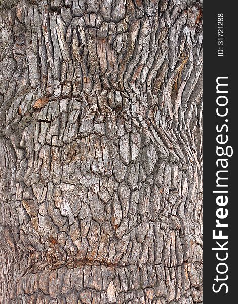 Giant oak bark texture, close-up photo