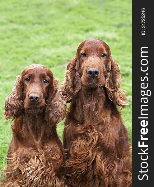 Curious Irish Setter pair looking at the camera. Curious Irish Setter pair looking at the camera