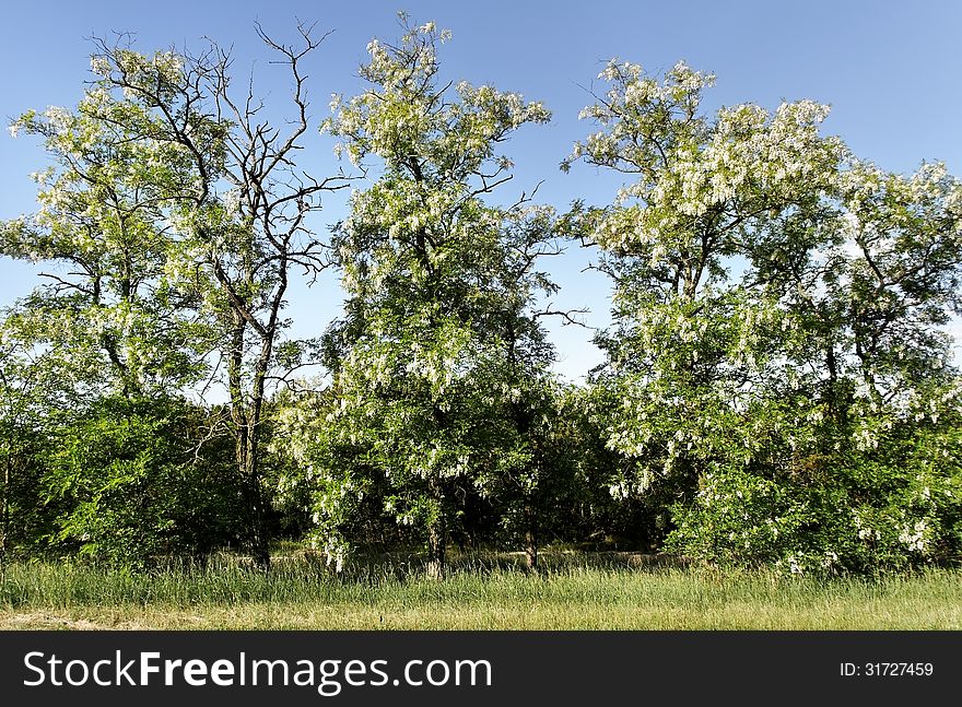 Nacional reserve in the Lithuania, Curonian Spit.