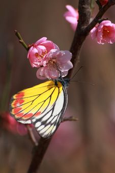 The Pink Plum Blossom With Butterfly Stock Photography The Pink Plum Blossom With Butterfly Stock Photography