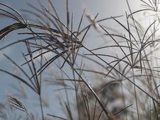 Rhodes Grass Windy Background Royalty Free Stock Images Rhodes Grass Windy Background Royalty Free Stock Images