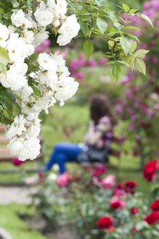 Rose Garden With Girl Sitting On A Bench Royalty Free Stock Image