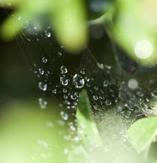 Spider Web With Dew Drops Royalty Free Stock Photography Spider Web With Dew Drops Royalty Free Stock Photography