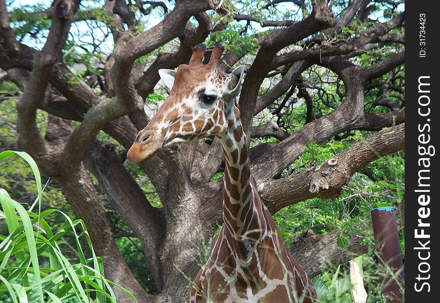 Giraffe in front of tree