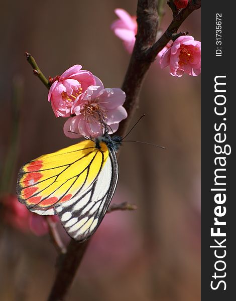 The plum blossoms are blooming in winter under the sun light. The plum blossoms are blooming in winter under the sun light