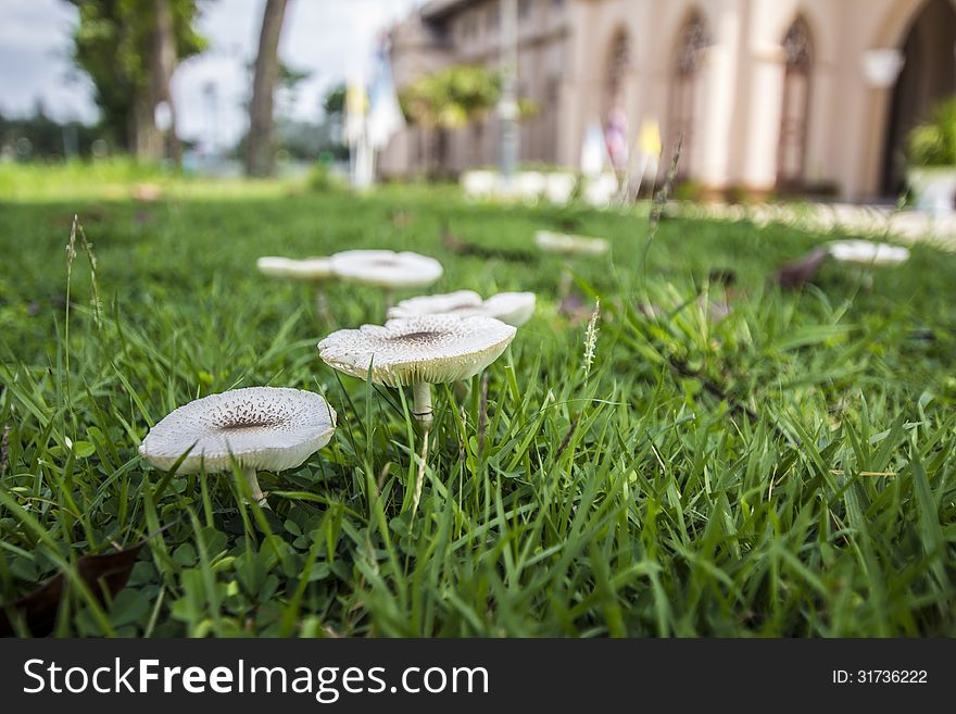 Mushrooms in the green field