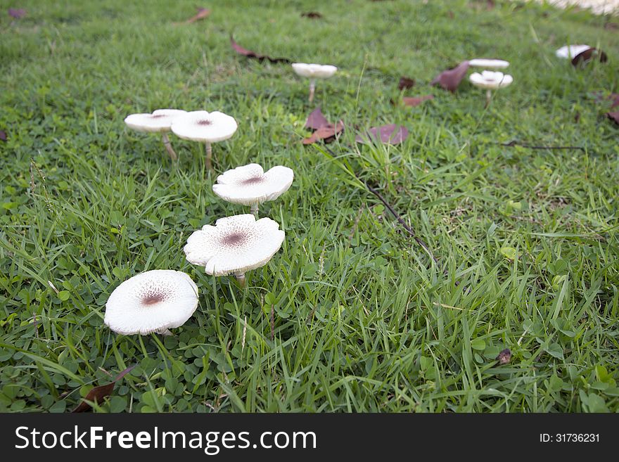 Mushrooms in the green field