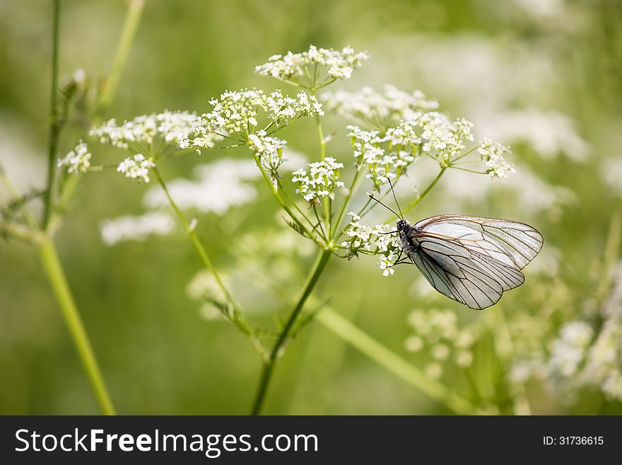 White butterfly on the flower