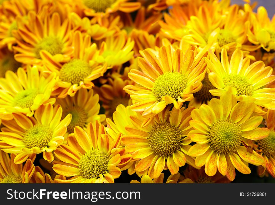 Top view of yellow chrysanthemum for backgrond use