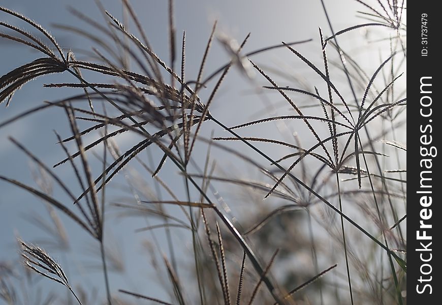 Rhodes grass windy background