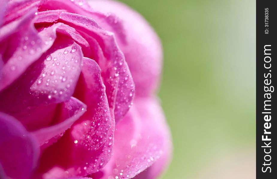 Beautiful Pink rose close up