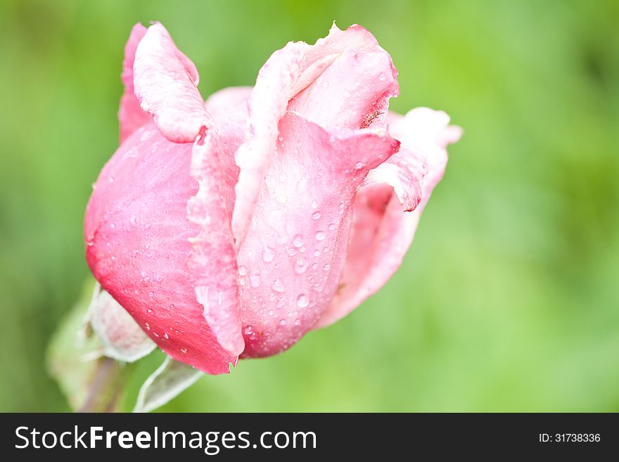 Beautiful Pink rose close up