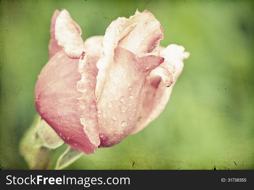 Pink roses on vintage background. Pink roses on vintage background