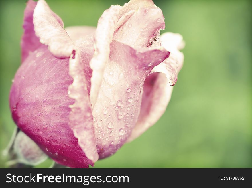 Beautiful Pink rose close up