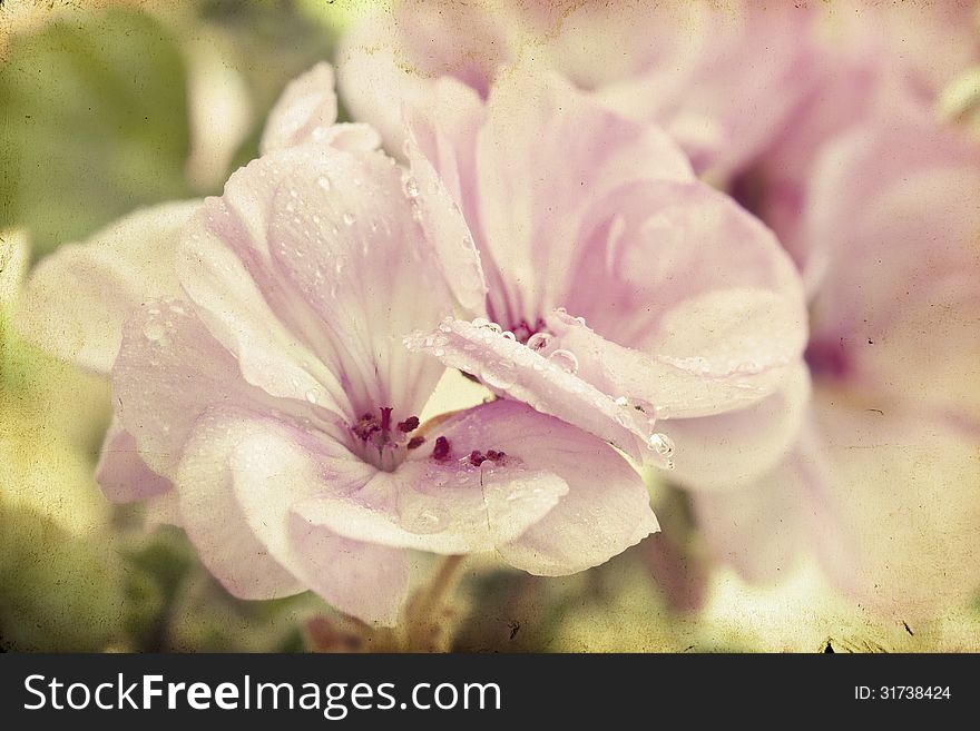 Vintage Photo Of Pink Flowers &x28;geranium&x29; With Shallow Dof