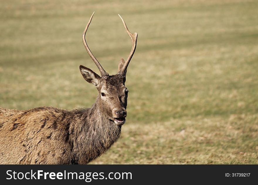 A Young Red Deer with Antlers Standing in a Grass Field. A Young Red Deer with Antlers Standing in a Grass Field.